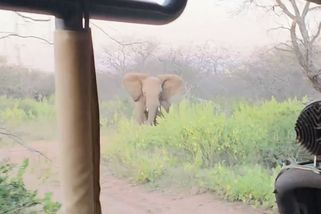 Drama na safari. Turisty v džípu začal pronásledovat slon